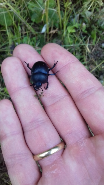 Trypocopris vernalis - tavaszi álganéjtúró