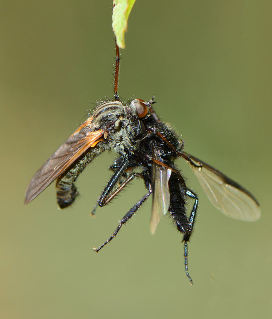 Empis tessellata - kockás táncoslégy