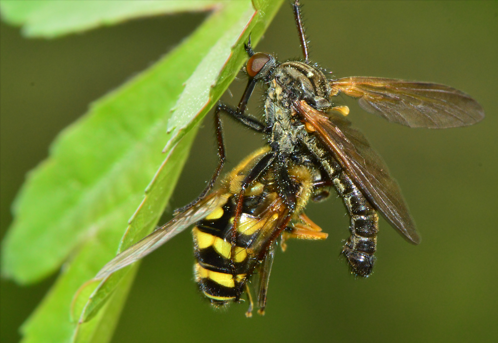 Empis tessellata - kockás táncoslégy