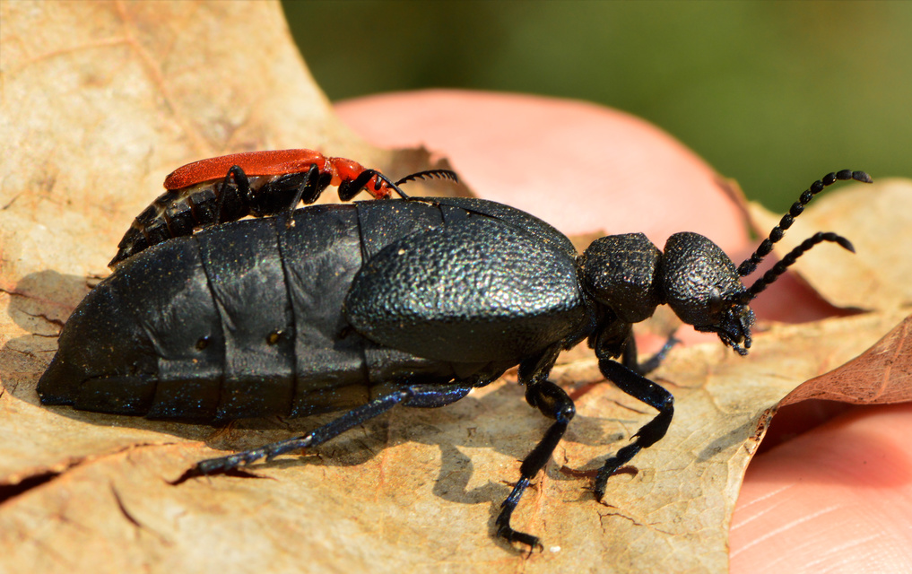 Meloe cicatricosus - óriásnünüke