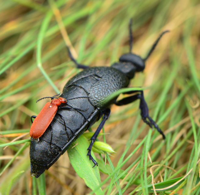 Meloe cicatricosus - óriásnünüke