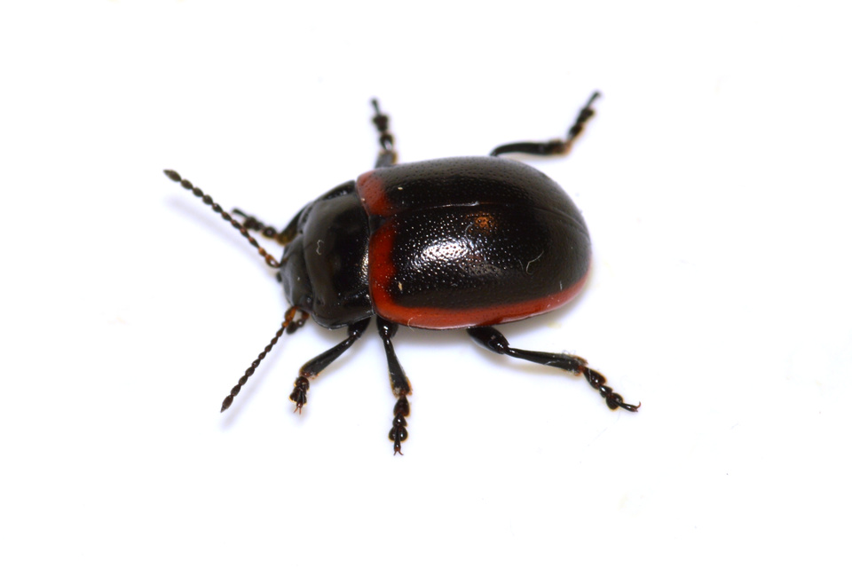 Chrysolina limbata - keretes levélbogár