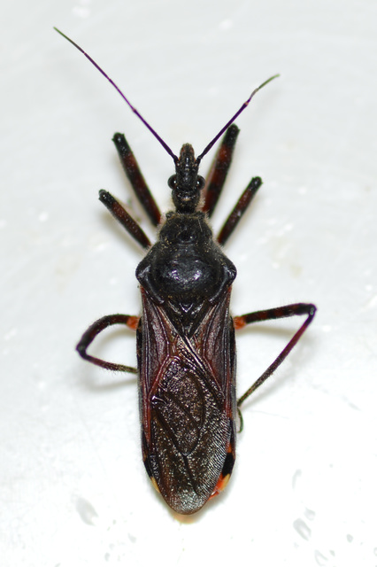 Rhynocoris annulatus - gyűrűslábú gyilkospoloska