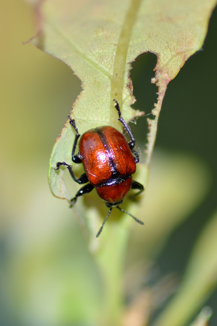Attelabus nitens - tölgy-levélsodró