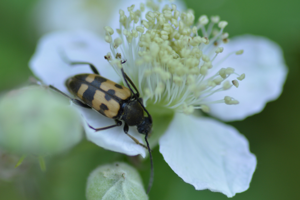 Pachytodes erraticus - rajzos virágcincér