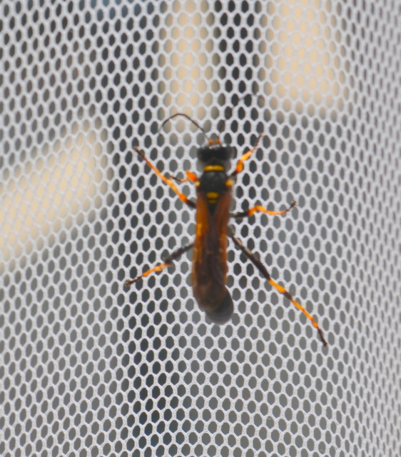 Sceliphron caementarium - feketenyelű lopódarázs