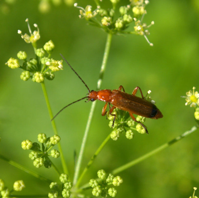 Rhagonycha fulva - feketevégű lágybogár