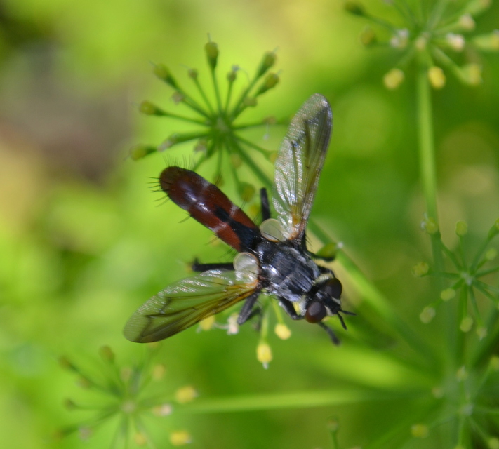 Cylindromyia bicolor