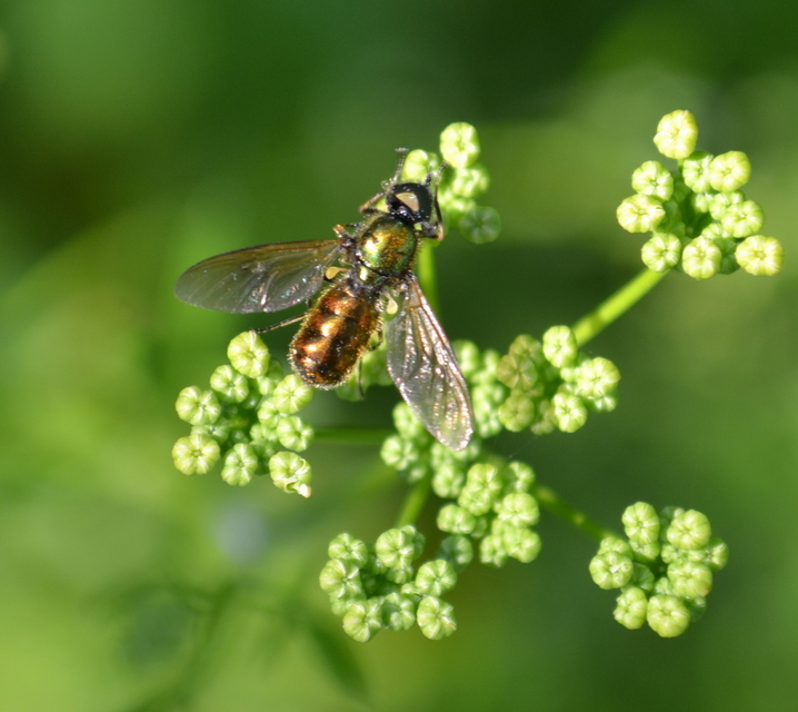 Chloromyia formosa - közönséges fémeslégy