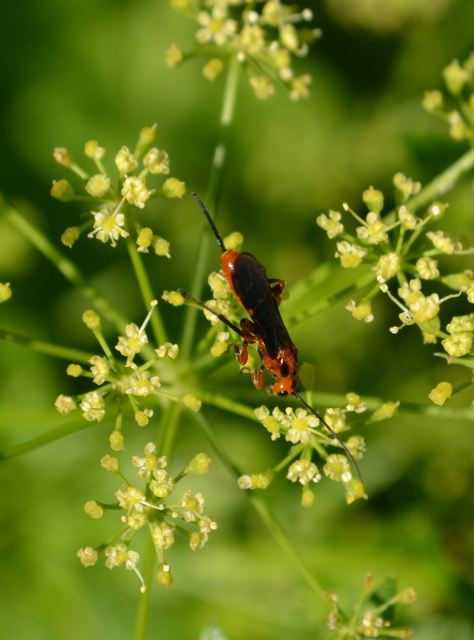 Braconidae - gyilkosfürkészek