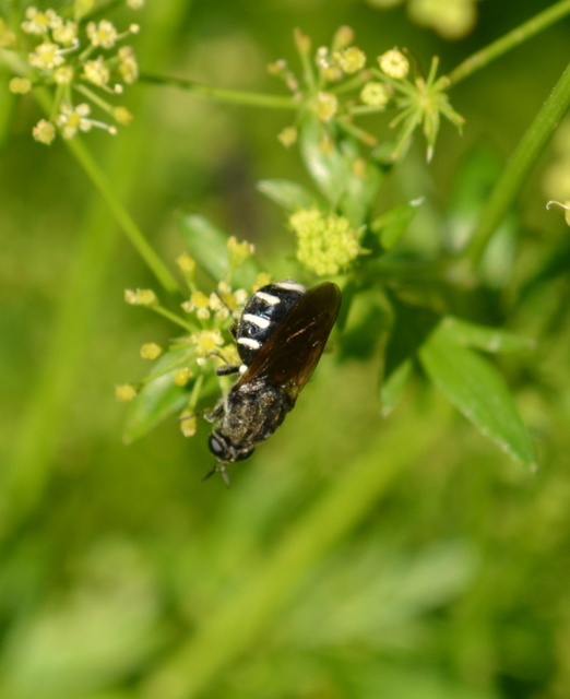 Stratiomyidae - katonalégyfélék