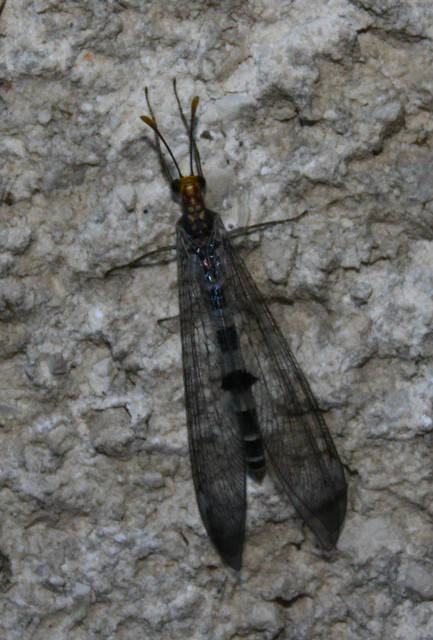 Megistopus flavicornis - kétfoltos hangyaleső