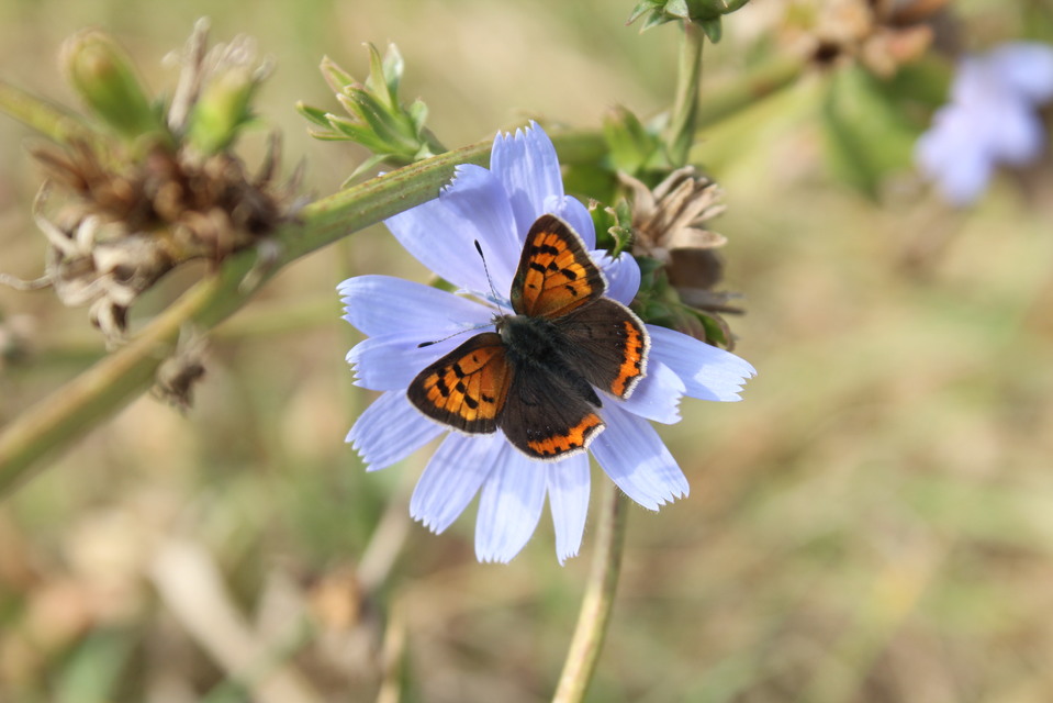 Lycaena phlaeas - közönséges tűzlepke