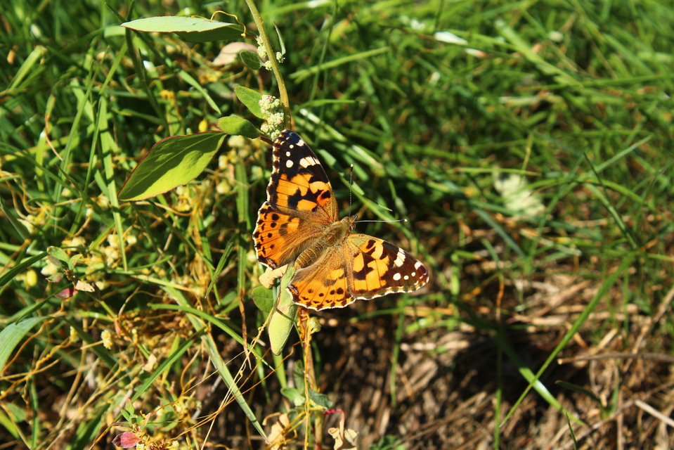 Vanessa cardui - bogáncslepke