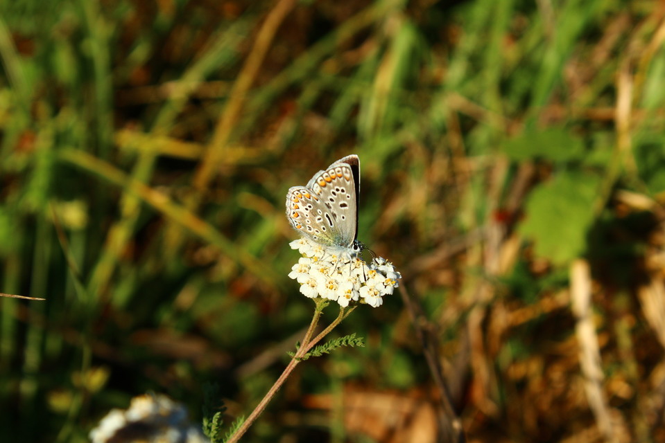 Aricia agestis - szerecsenboglárka
