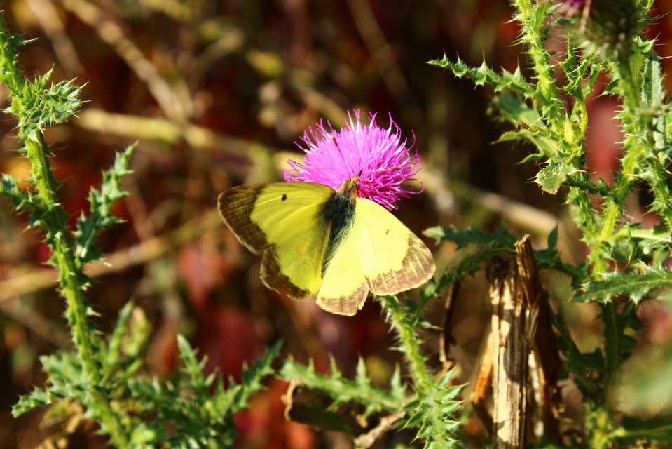 Colias erate - csángó-kéneslepke
