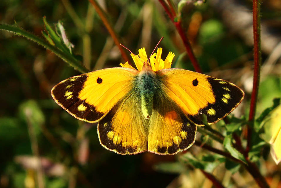 Colias croceus - sáfránylepke