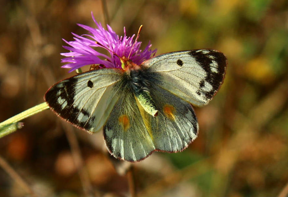 Colias hyale - kéneslepke