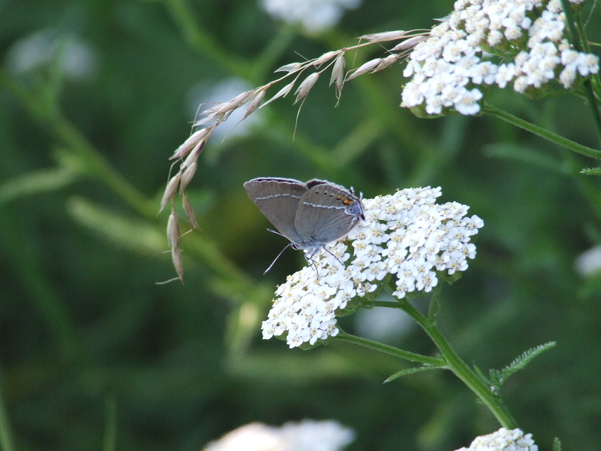Satyrium spini - kökény-csücsköslepke