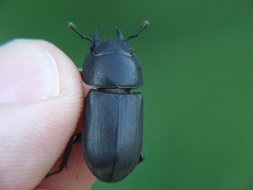 Dorcus parallelipipedus - kis szarvasbogár