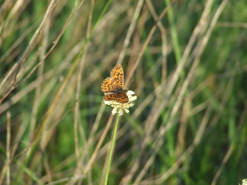 Boloria dia - kis gyöngyházlepke