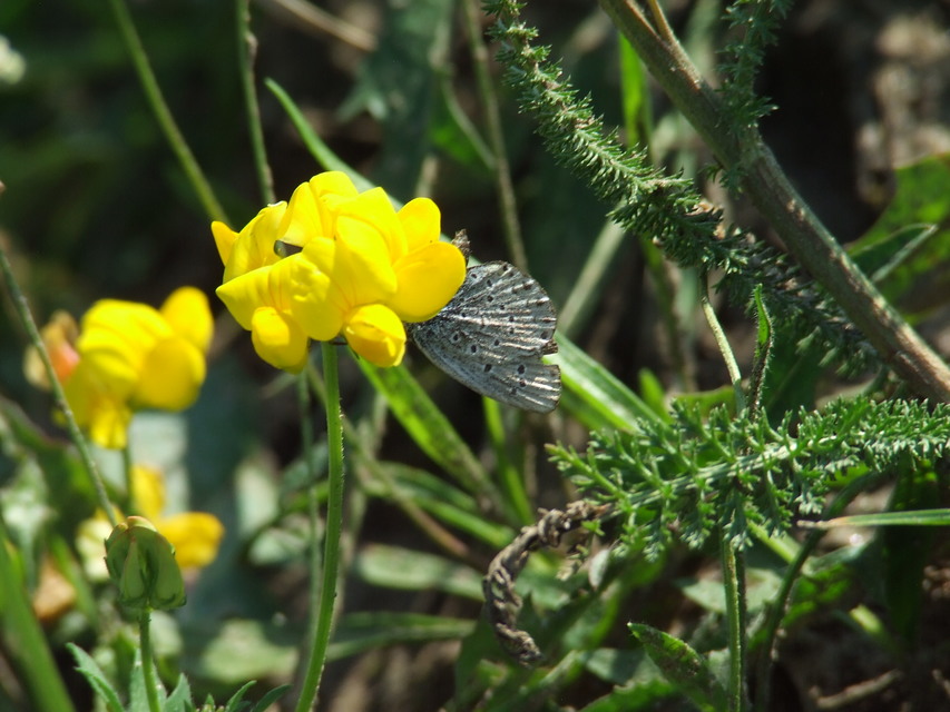 Plebejus argyrognomon - tintakék boglárka
