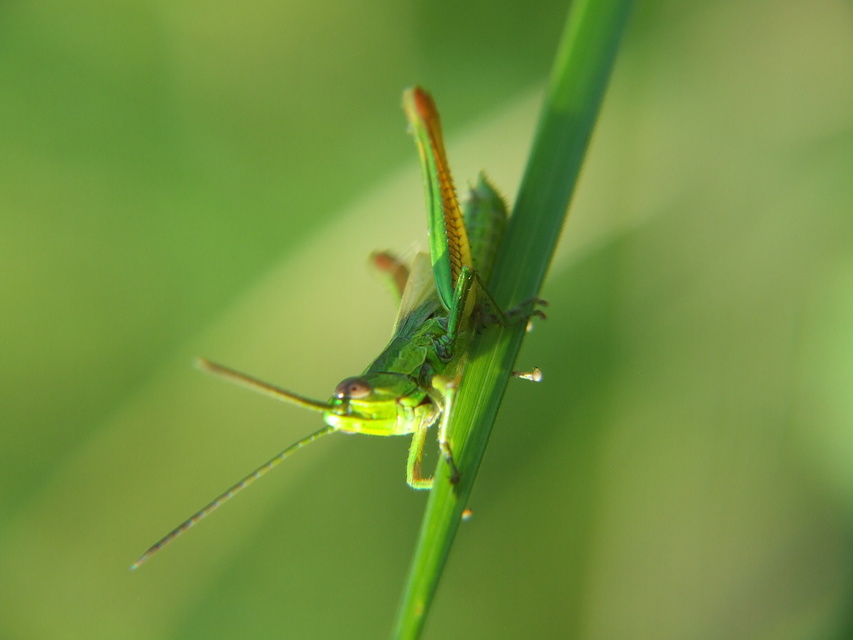 Euthystira brachyptera - smaragdzöld sáska