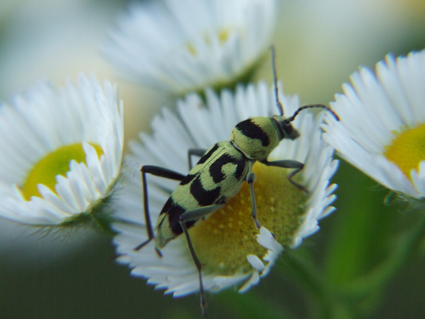 Chlorophorus varius - díszes darázscincér