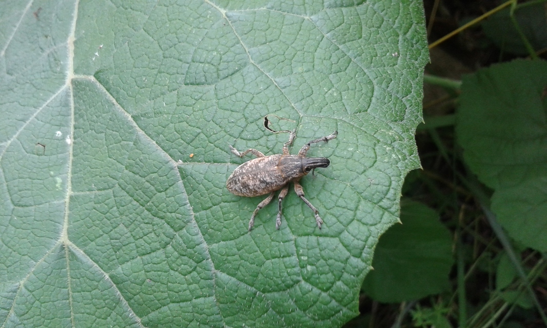 Cleonis pigra - közönséges bogáncsbarkó