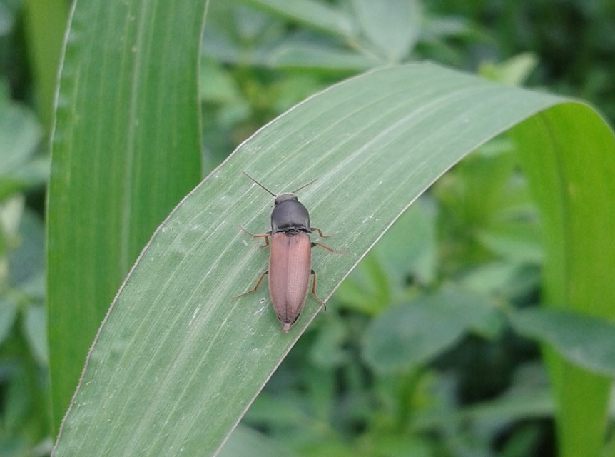Agriotes ustulatus - mezei pattanó