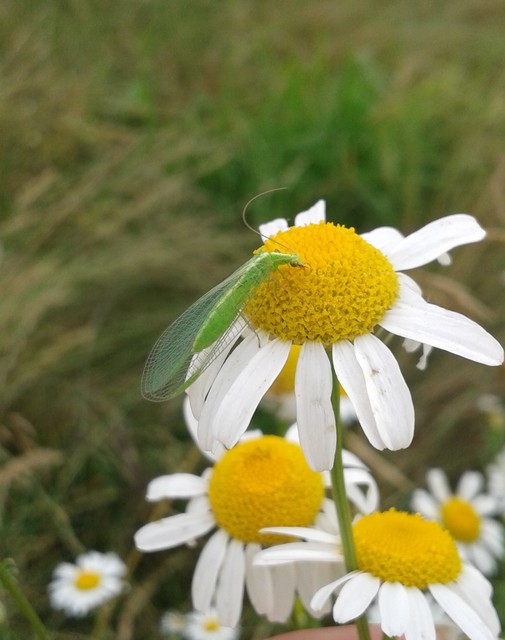 Chrysopidae - zöldfátyolkák