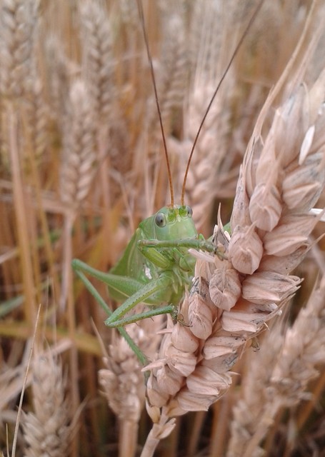 Tettigonia viridissima - zöld lombszöcske