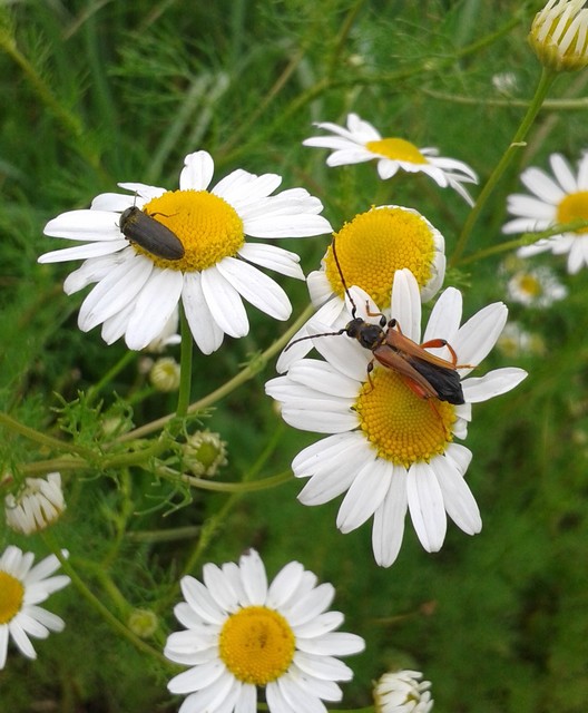 Stenopterus rufus - tarkacsápú keskenyfedőscincér