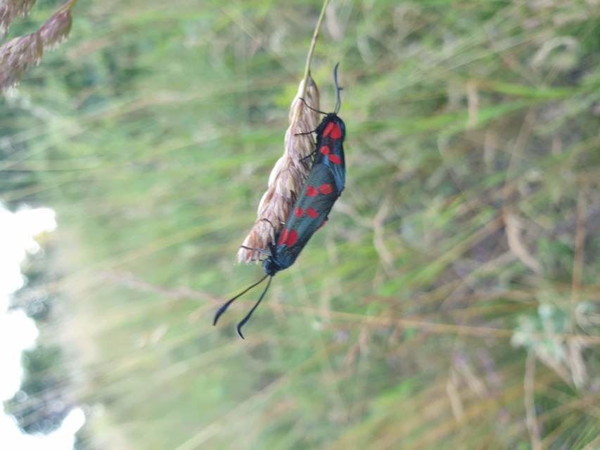 Zygaena filipendulae - acélszínű csüngőlepke