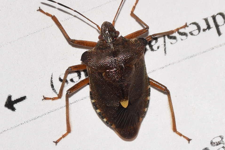 Pentatoma rufipes - vöröslábú címerespoloska Pentatoma rufipes - vöröslábú címerespoloska
