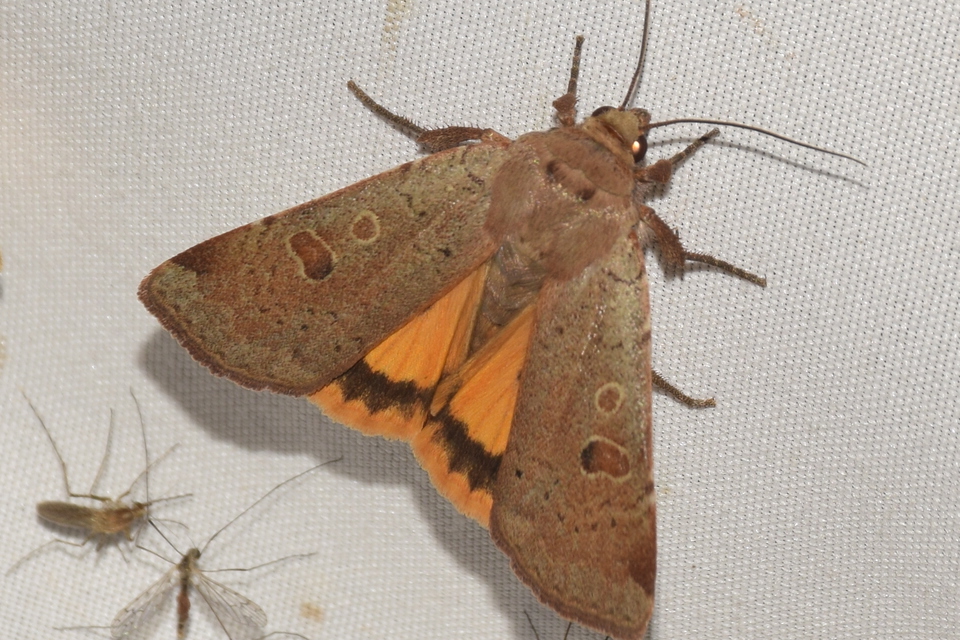 Noctua comes - kis sárgafűbagoly