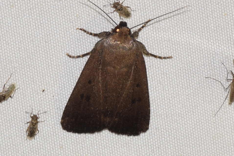 Amphipyra tragopoginis - bakszakállbagoly