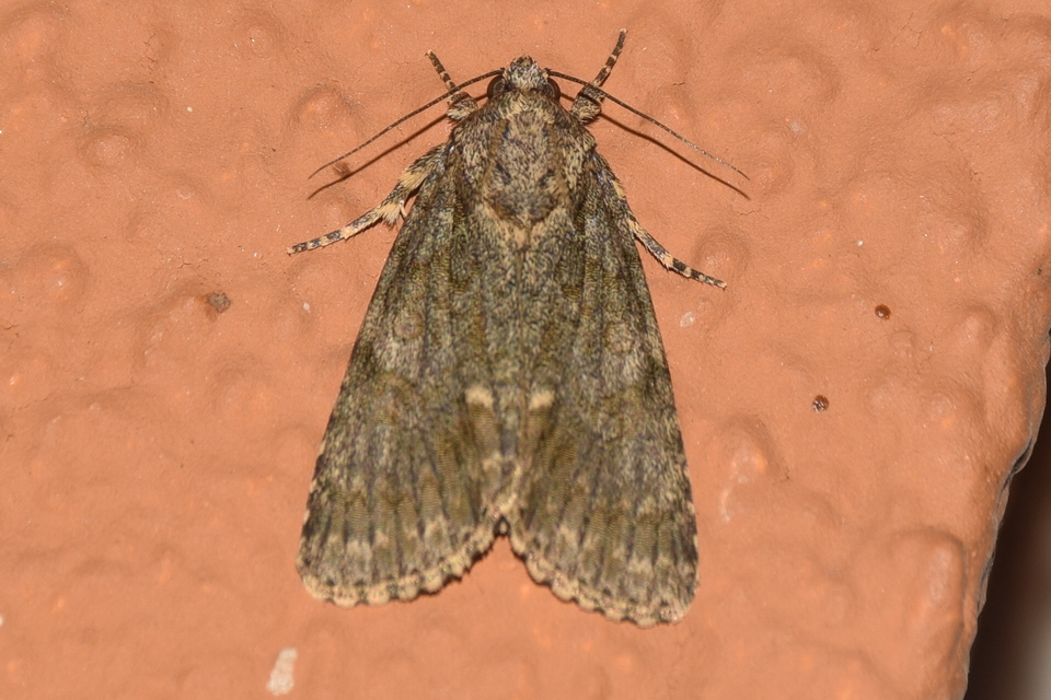 Acronicta rumicis - sóska-szigonyosbagoly
