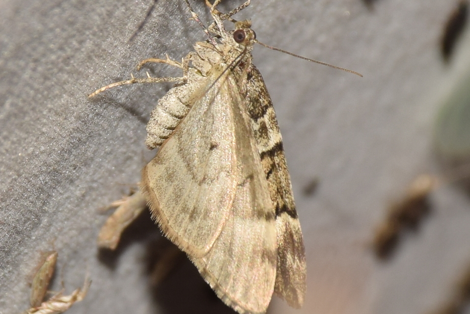 Thera variata - változékony fenyőaraszoló