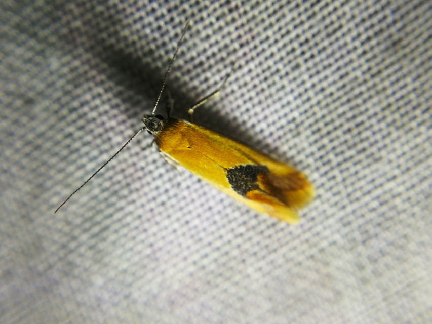 Batia internella/lambdella