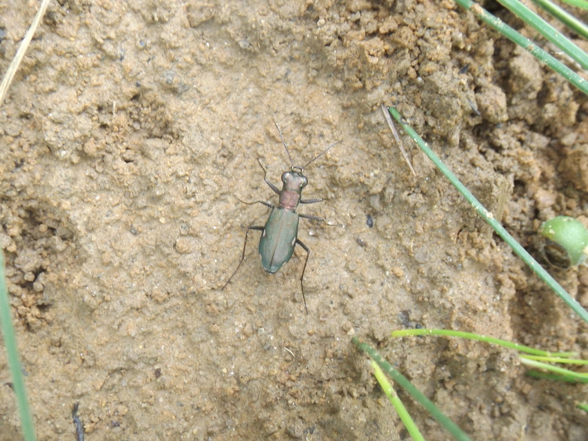 Cylindera germanica - parlagi homokfutrinka