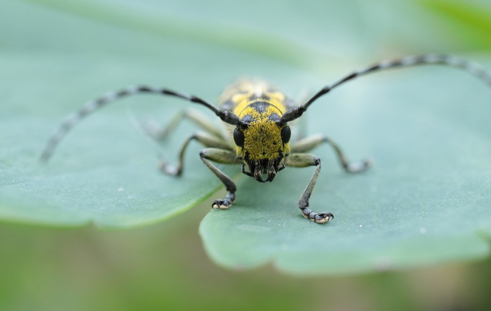 Saperda scalaris - létracincér