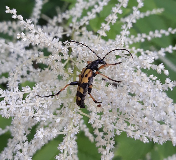 Rutpela maculata - tarkacsápú karcsúcincér