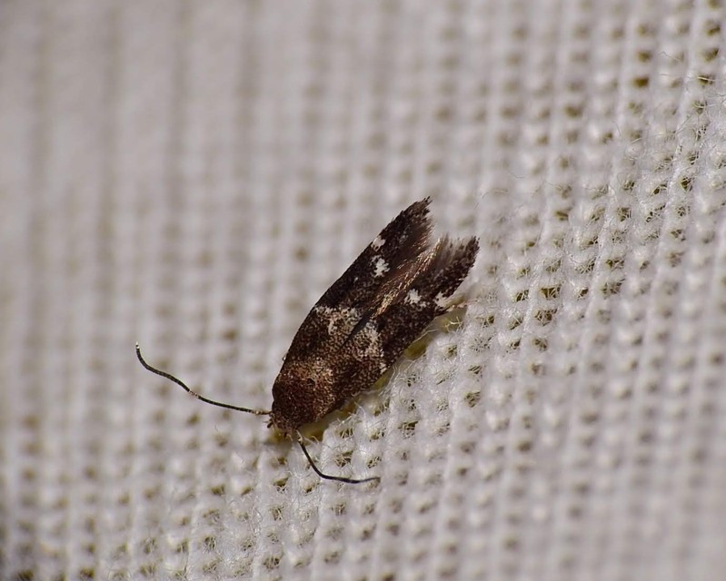 Klimeschiopsis kiningerella - sárgaképű sarlósmoly