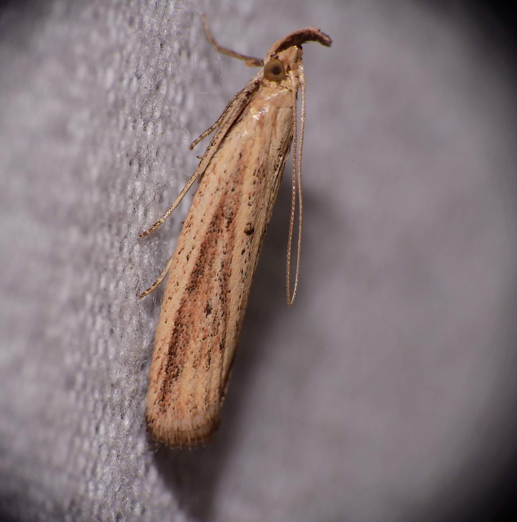 Hypsotropa unipunctella - sztyeppréti karcsúmoly