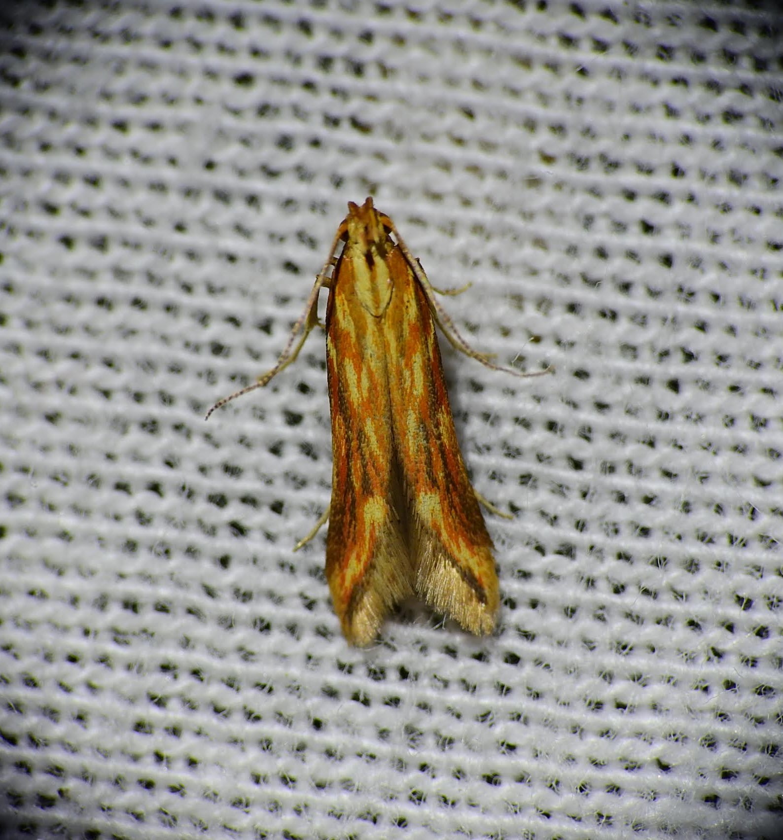 Metzneria aprilella - tüzesszárnyú sarlósmoly