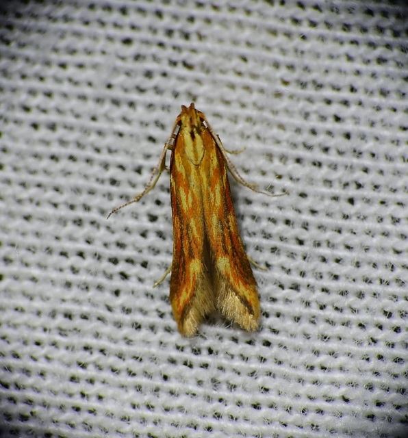 Metzneria aprilella - tüzesszárnyú sarlósmoly