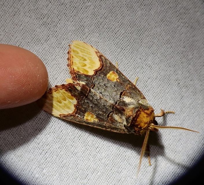 Phalera bucephaloides - magyar púposszövő