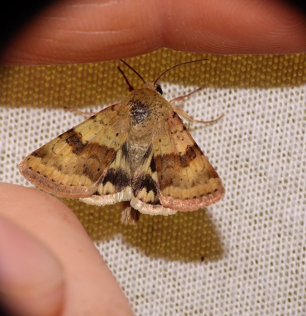 Heliothis viriplaca - mácsonyabagoly