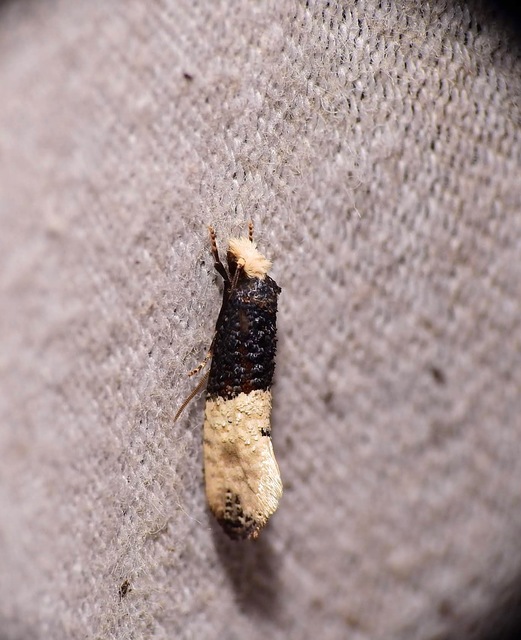 Trichophaga tapetzella - takácsmoly